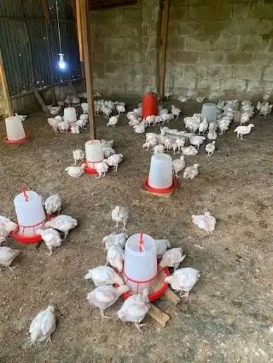 HARD WORK BUILDS STRENGTH: LESSONS FROM POULTRY AND LIFE